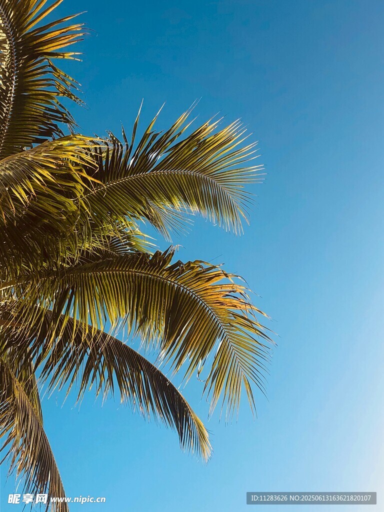 蓝天映衬下的棕榈树