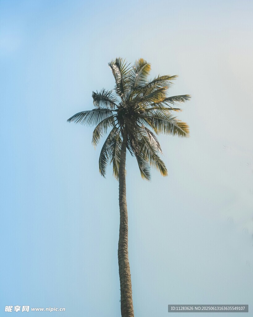 孤独椰树挺立蓝天之下