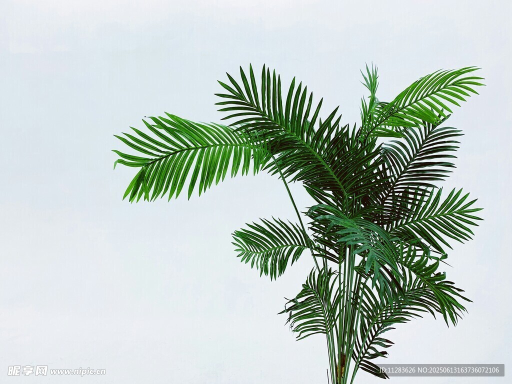室内绿色仿真棕榈植物