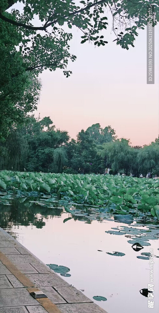 湖畔荷塘