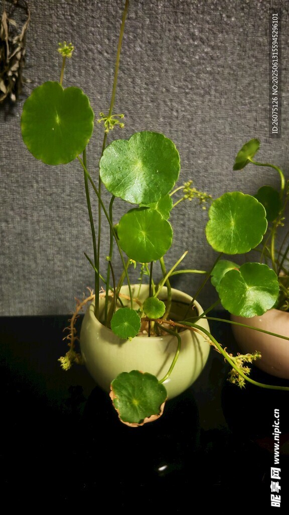 可爱铜钱草盆栽