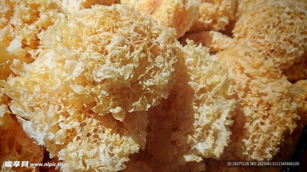金黄银耳干货特写