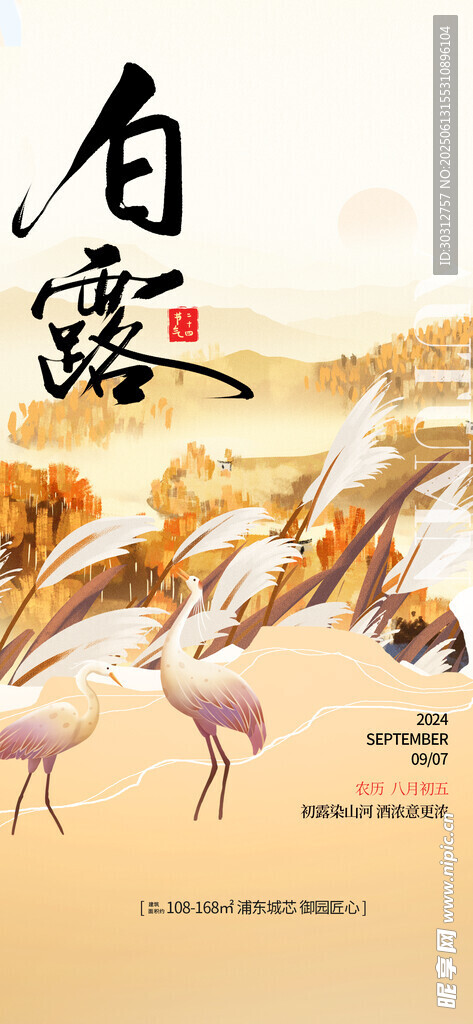 白露时节的优雅丹顶鹤