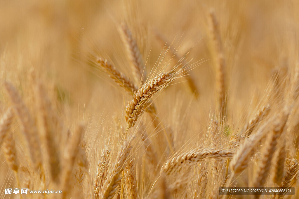 金黄麦田
