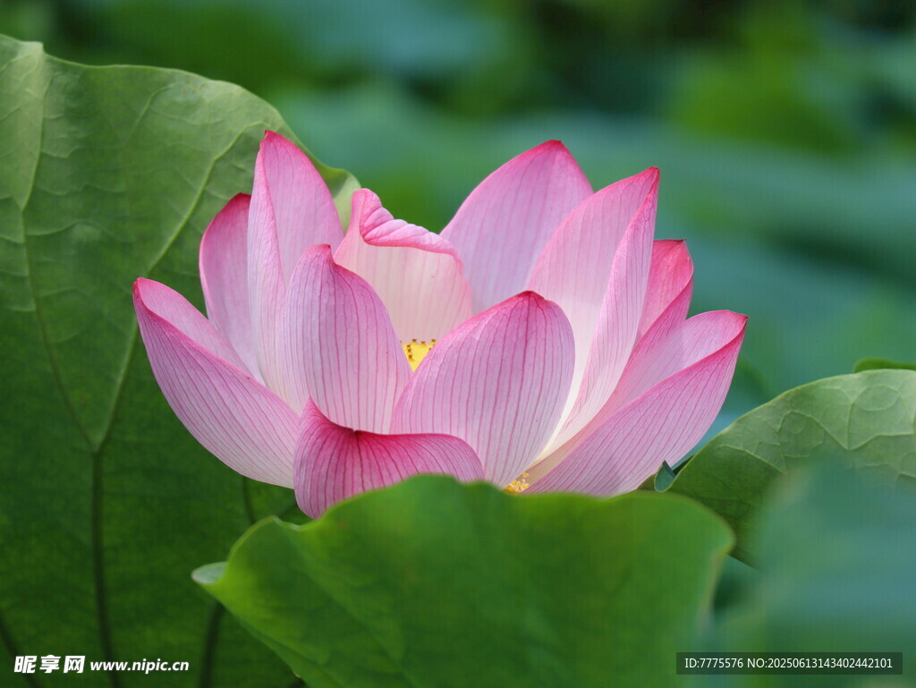 娇艳盛开的粉色荷花