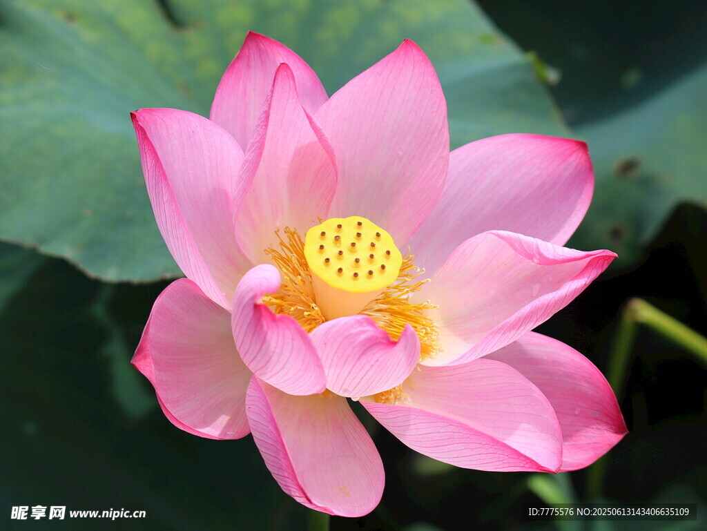 娇艳盛开的粉色荷花