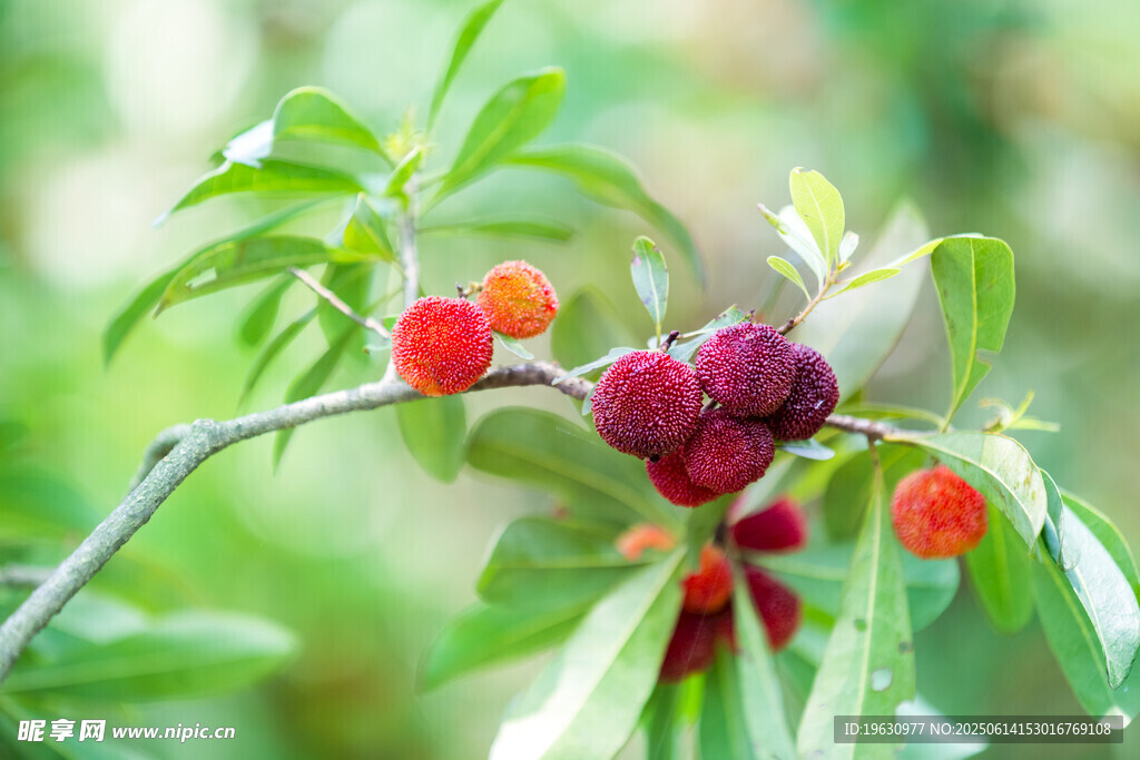 枝头红果杨梅