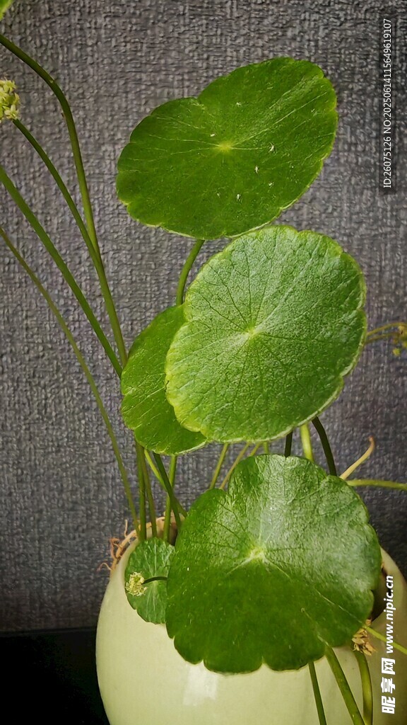 陶瓷盆中的翠绿铜钱草
