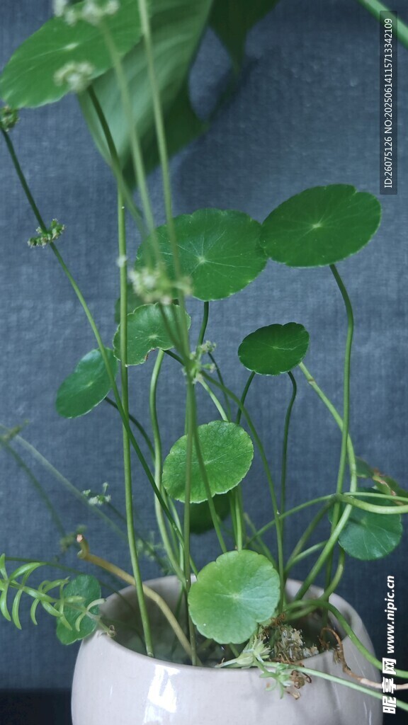 白色花盆中的清新铜钱草
