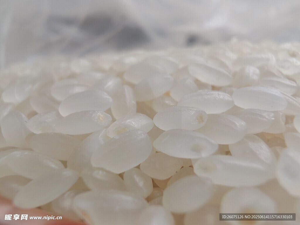 珍珠米镜头特写