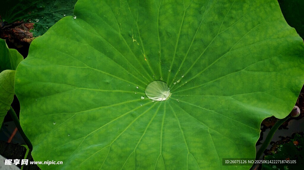 翠绿荷叶特写