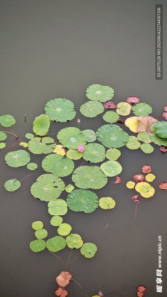 水面上的漂浮的绿色荷叶
