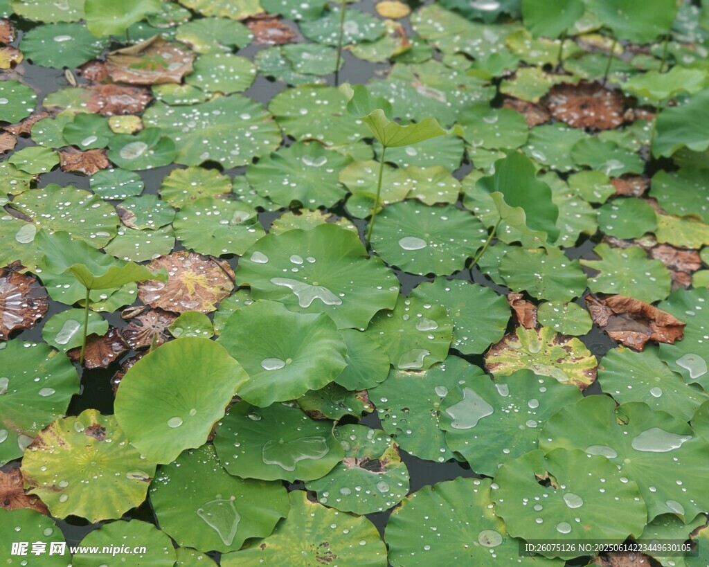 水面上的荷叶