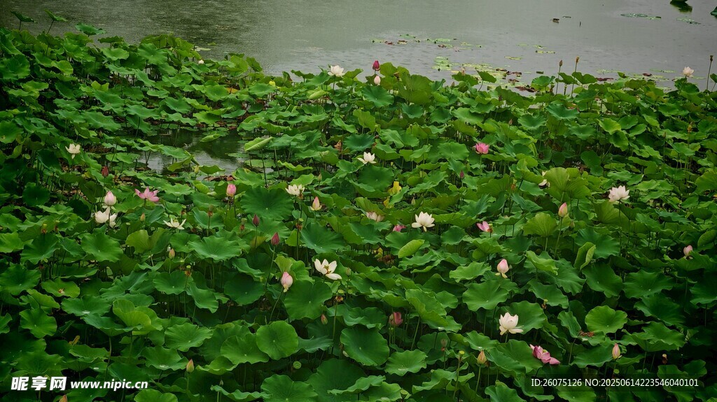 水面漂浮的绿色水生植物