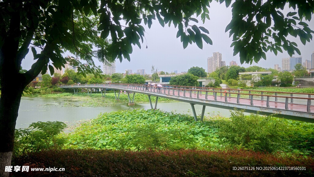 河畔绿荫下的宁静景致
