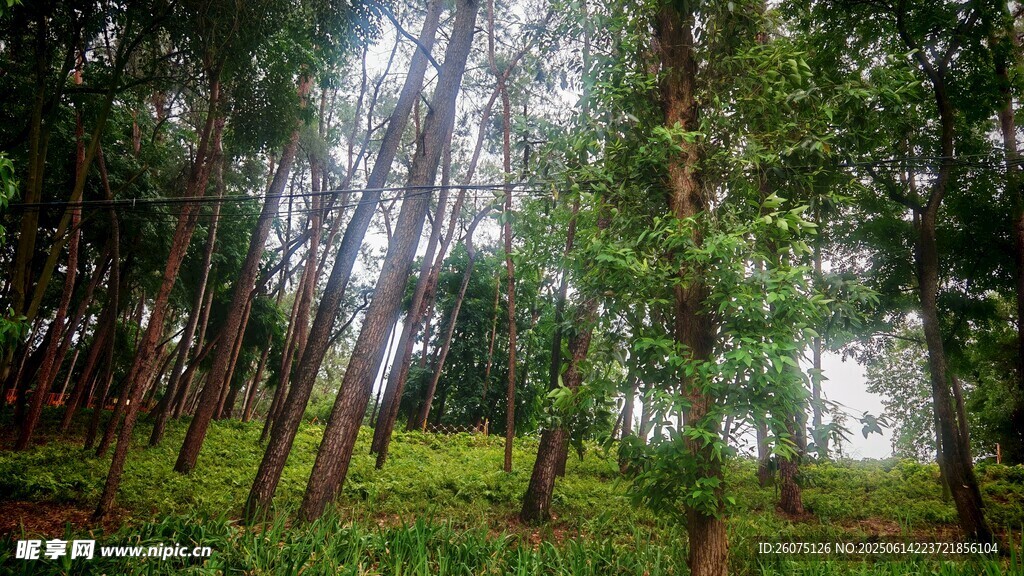 茂密森林中的挺拔树木
