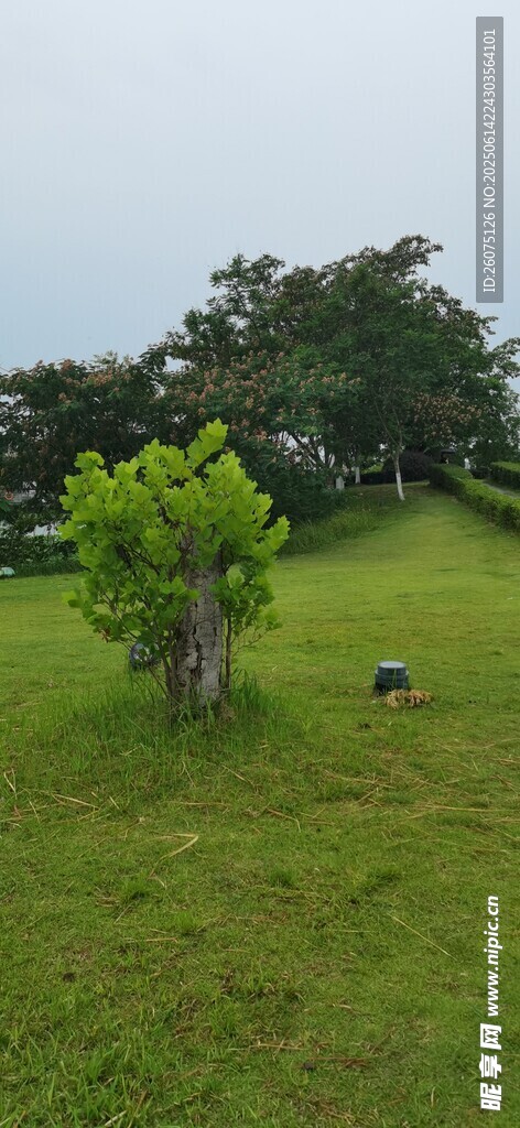 绿野孤树的静谧景致