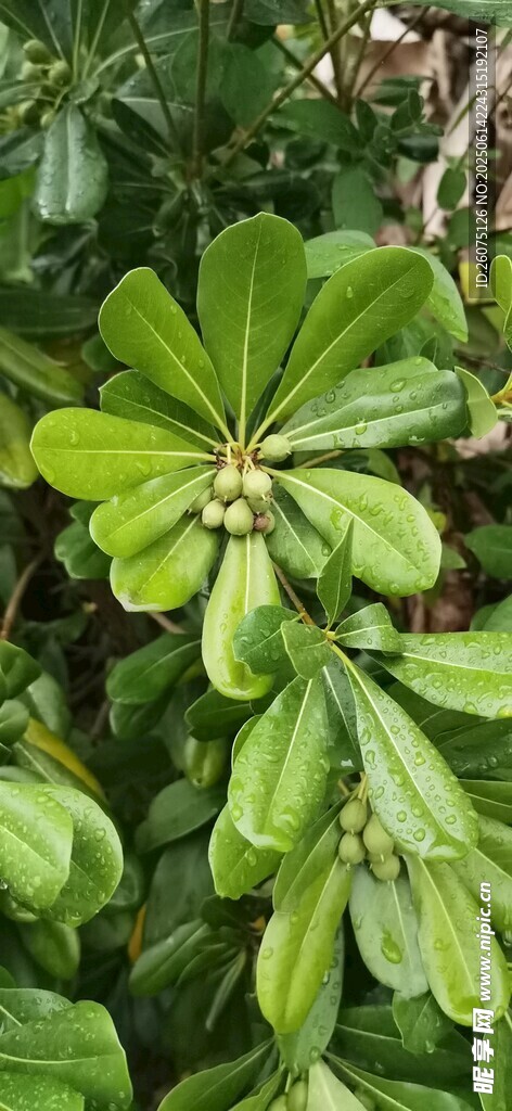 翠绿叶片簇拥的植物