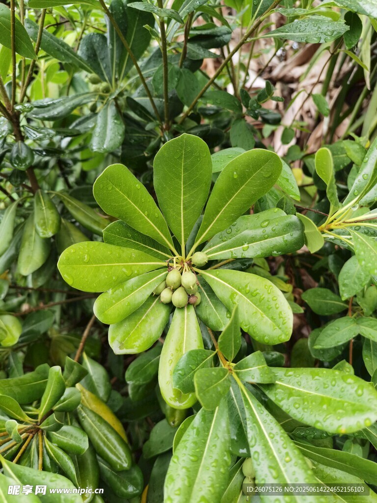 翠绿叶片的植物特写