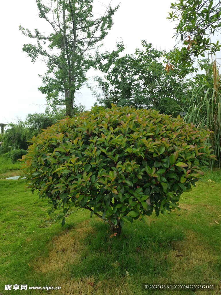 球形绿植点缀绿意草坪