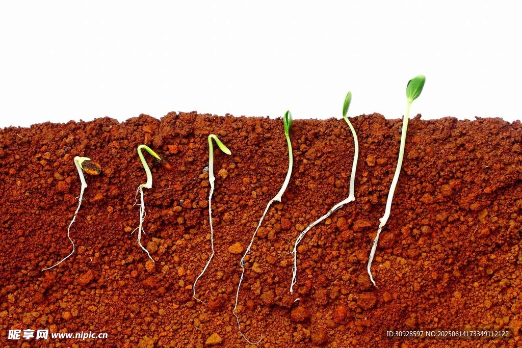 破土而出的嫩绿幼苗