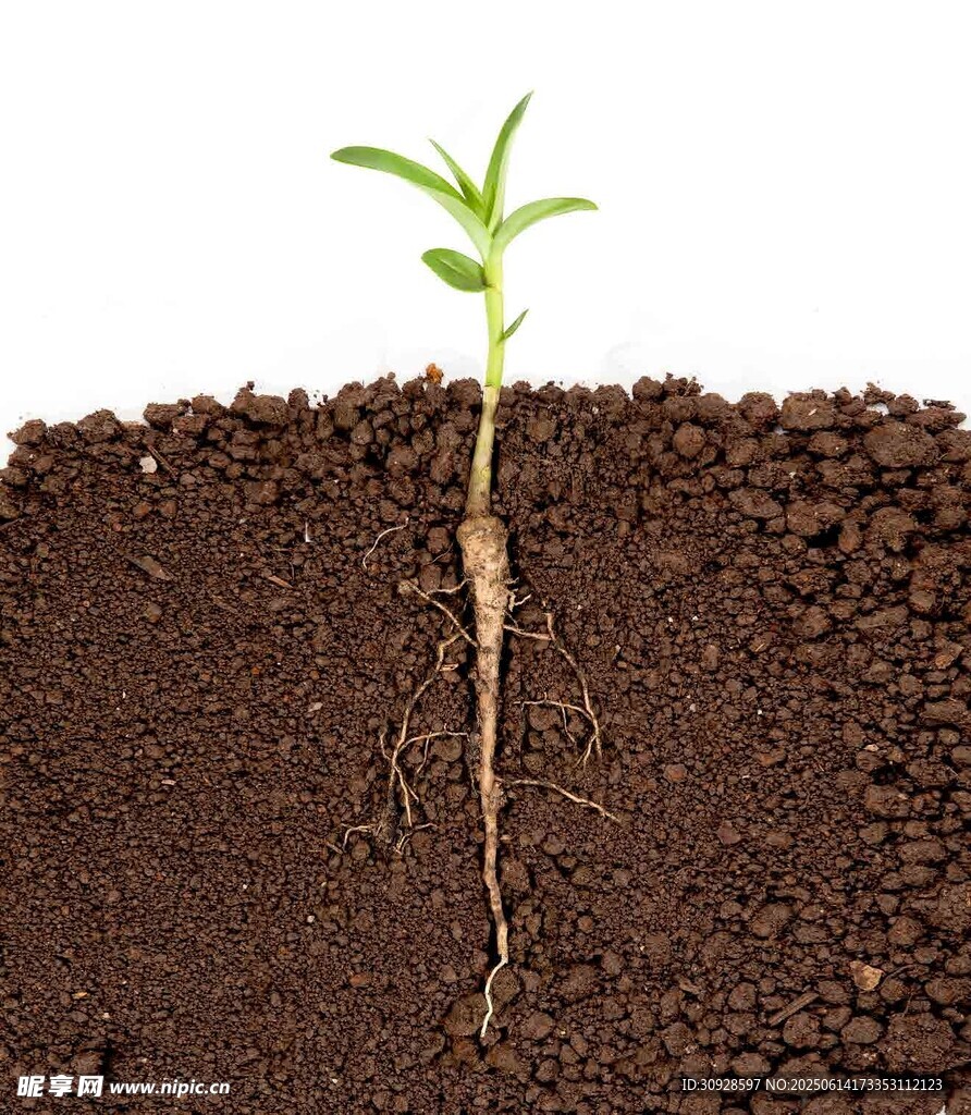 破土而出的嫩绿幼苗