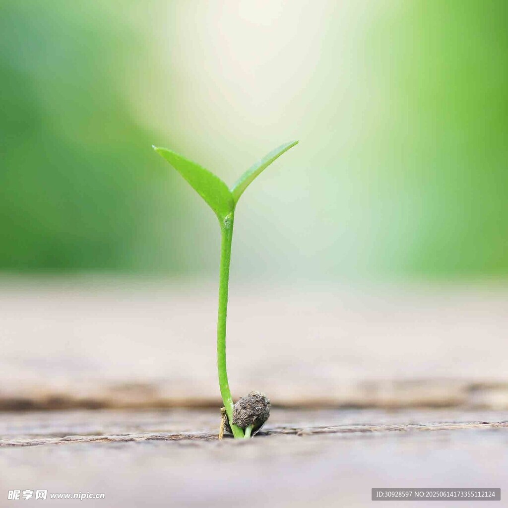 破土而出的嫩绿幼苗