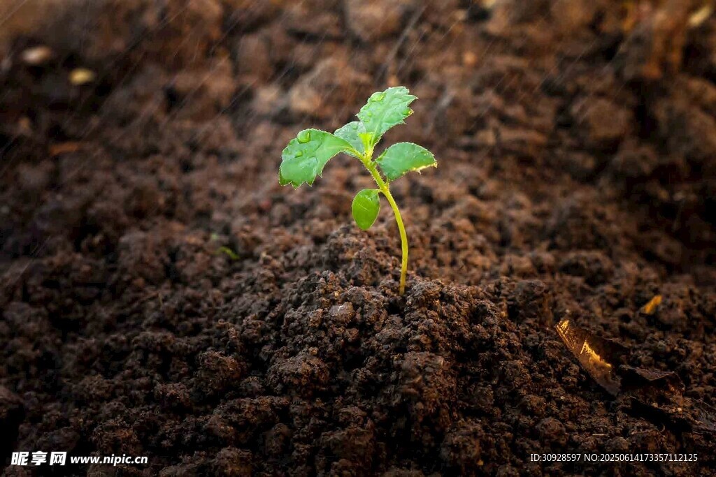 破土而出的嫩绿幼苗