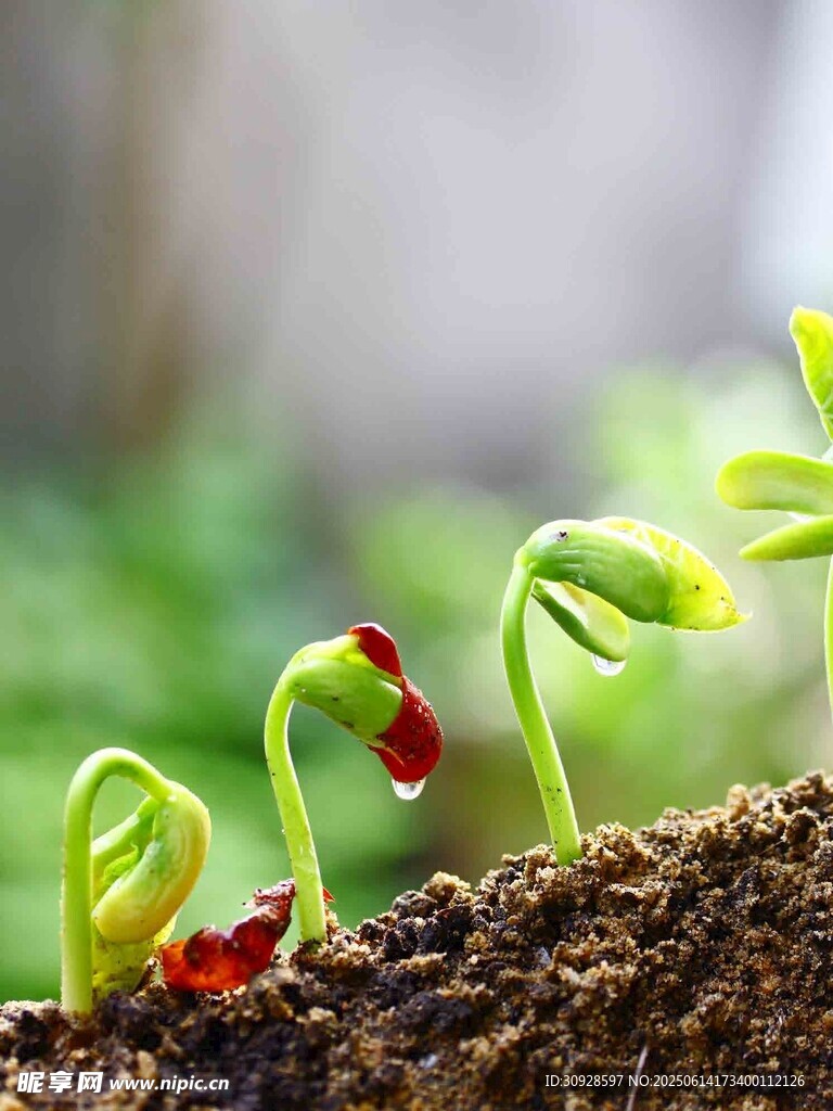 破土而出的嫩绿幼苗