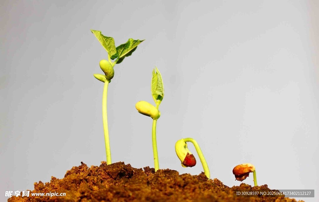破土而出的幼苗
