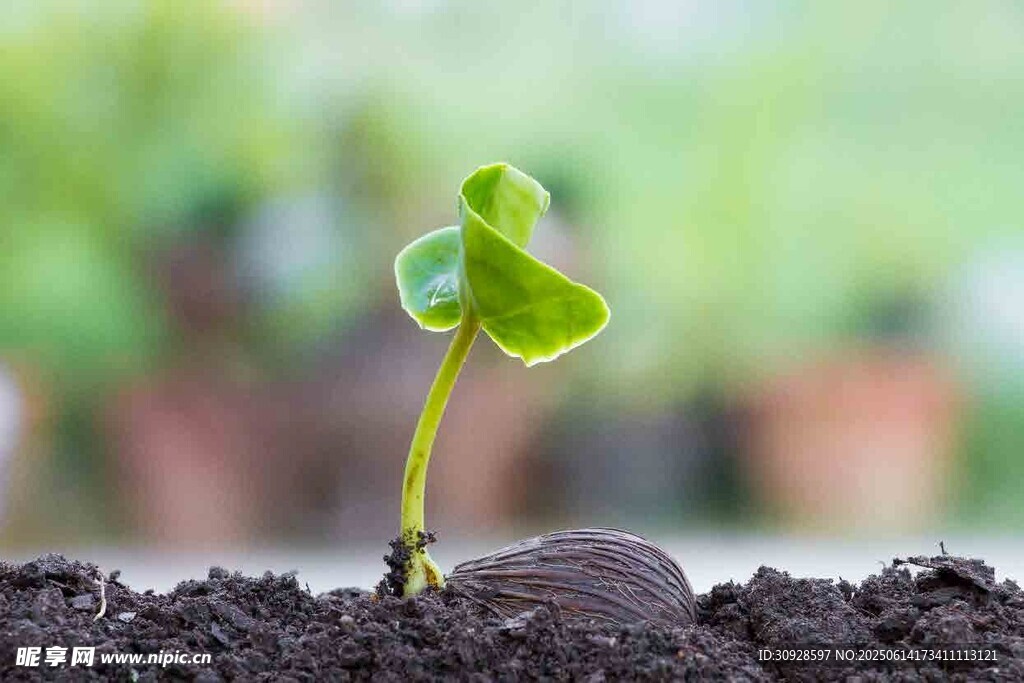 破土而出的嫩绿幼苗
