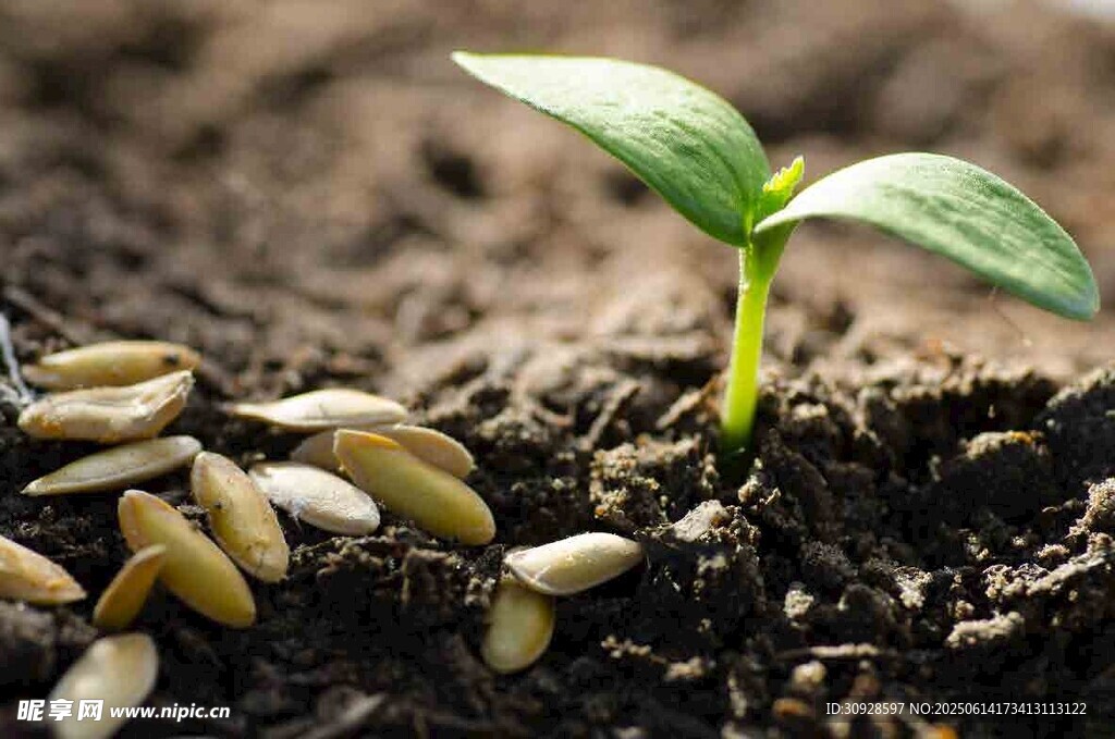 破土而出的嫩绿幼苗
