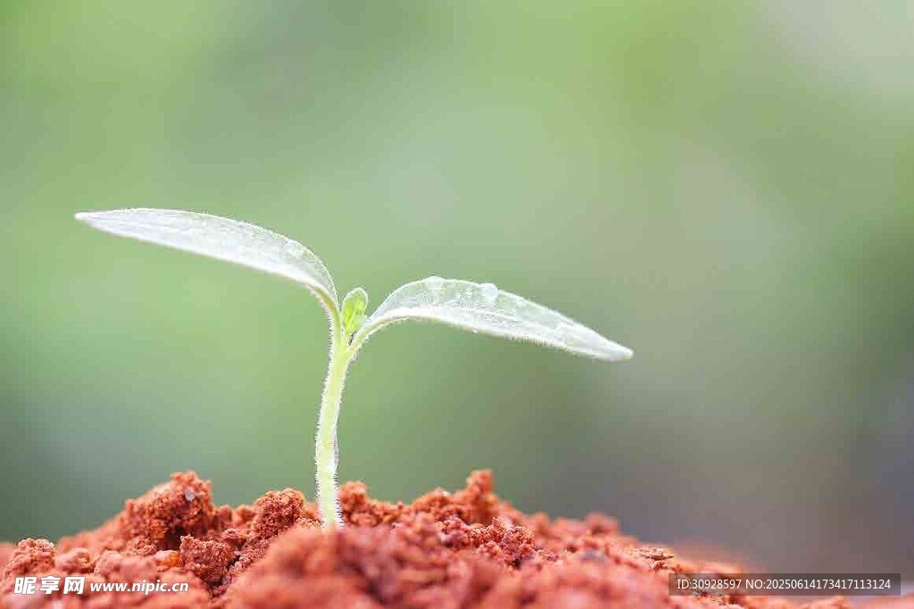 破土而出的嫩绿幼苗