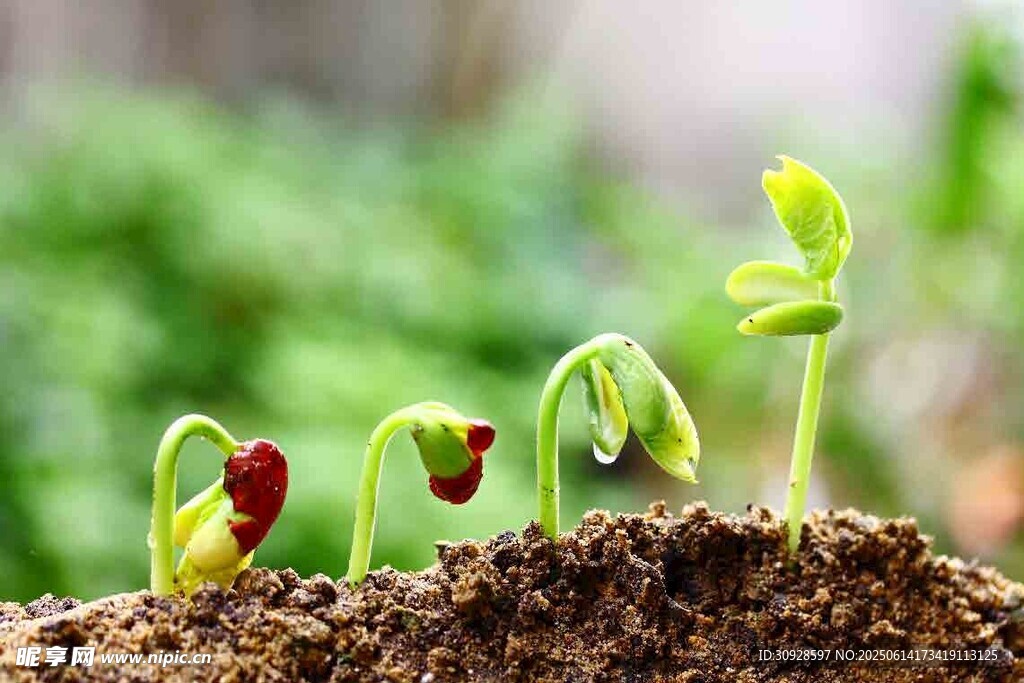 破土而出的嫩绿幼苗