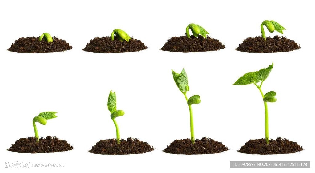 幼苗成长过程展示