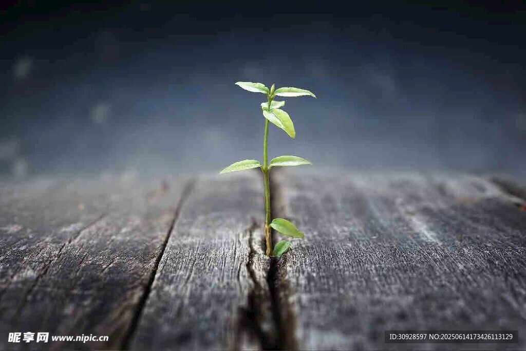 木桌上的嫩绿幼苗