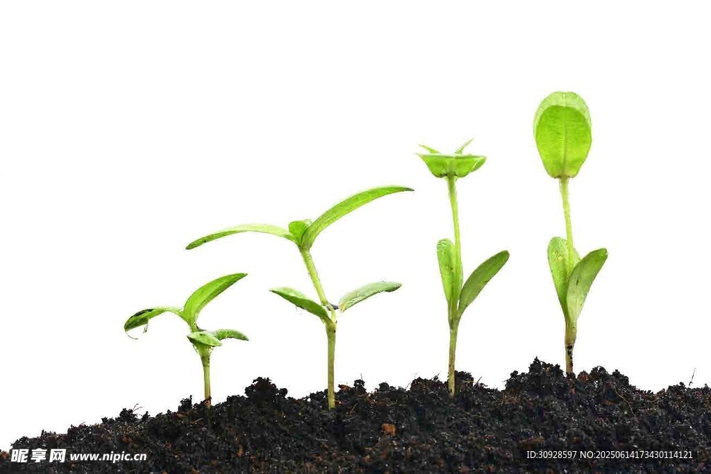 幼苗破土生长