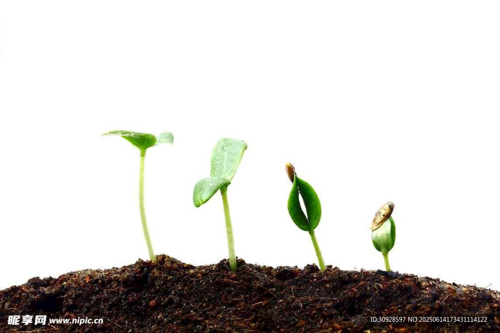 破土而出的嫩绿幼苗