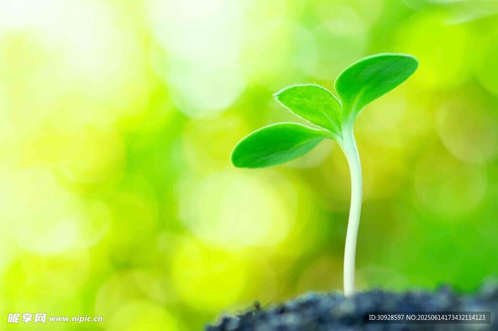 嫩绿幼苗破土而出