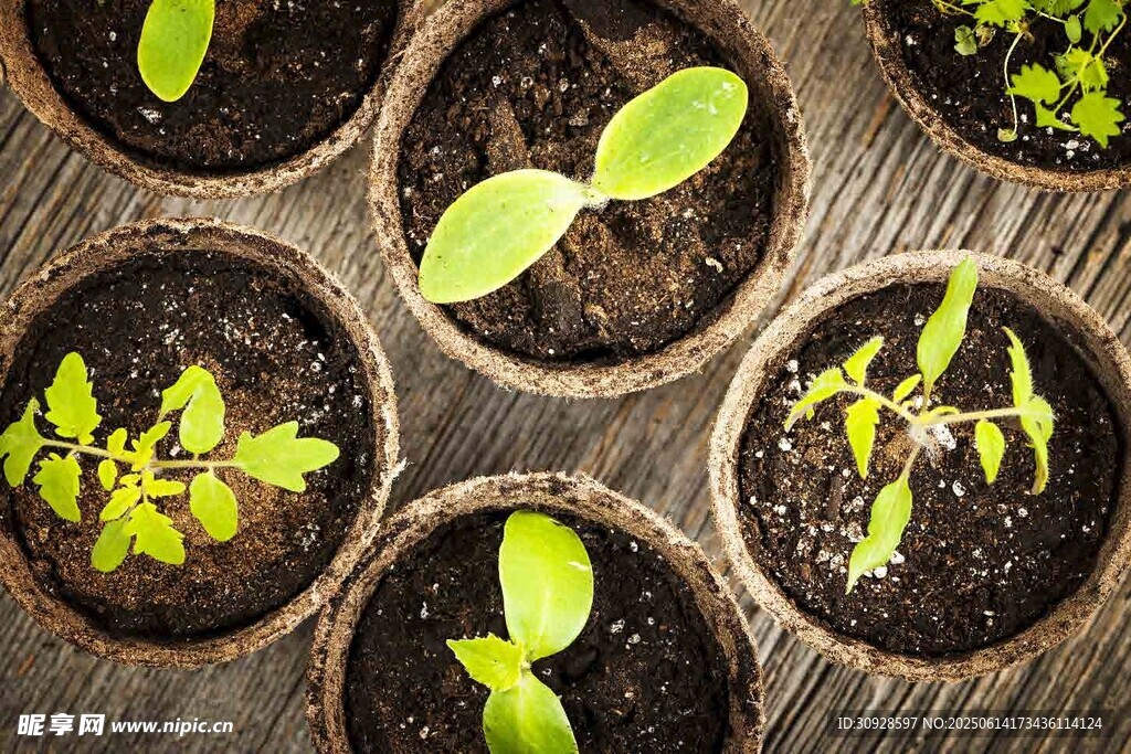 盆栽幼苗生机盎然