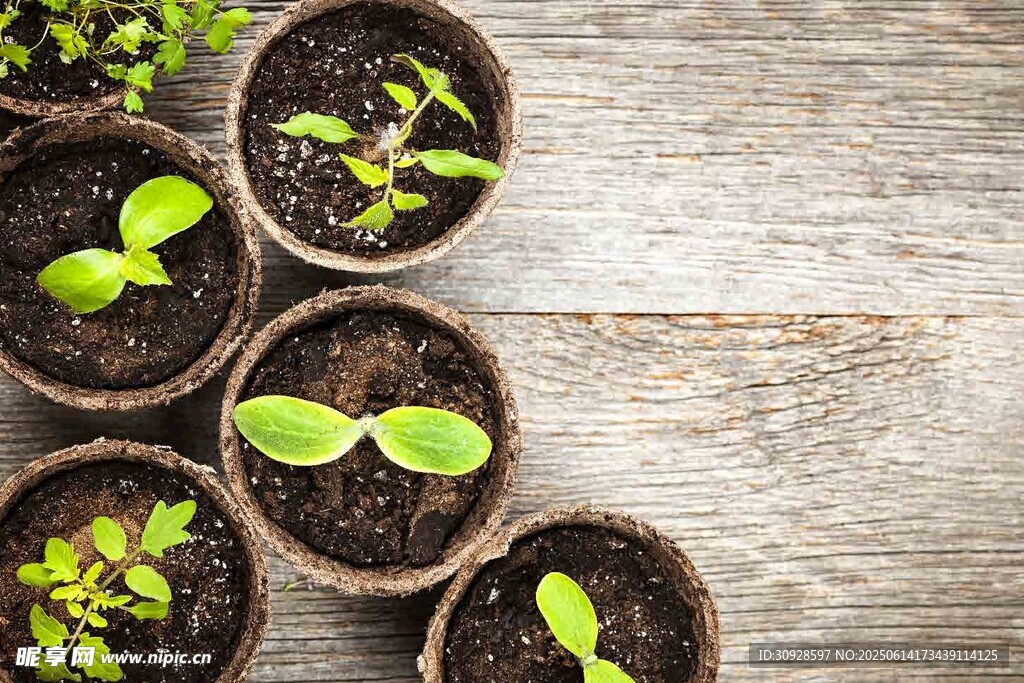 木制背景上的嫩绿幼苗