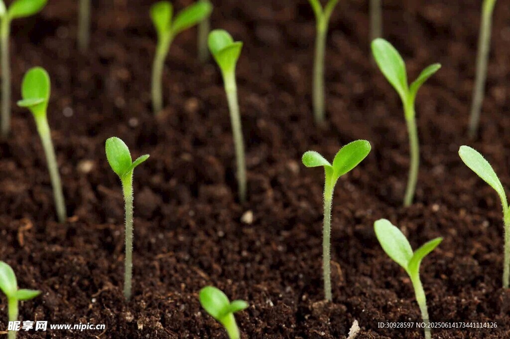 嫩绿幼苗破土而出