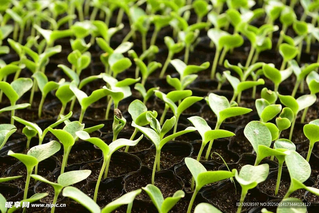 嫩绿幼苗生机盎然