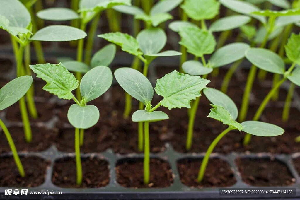 幼苗茁壮成长于育苗盘