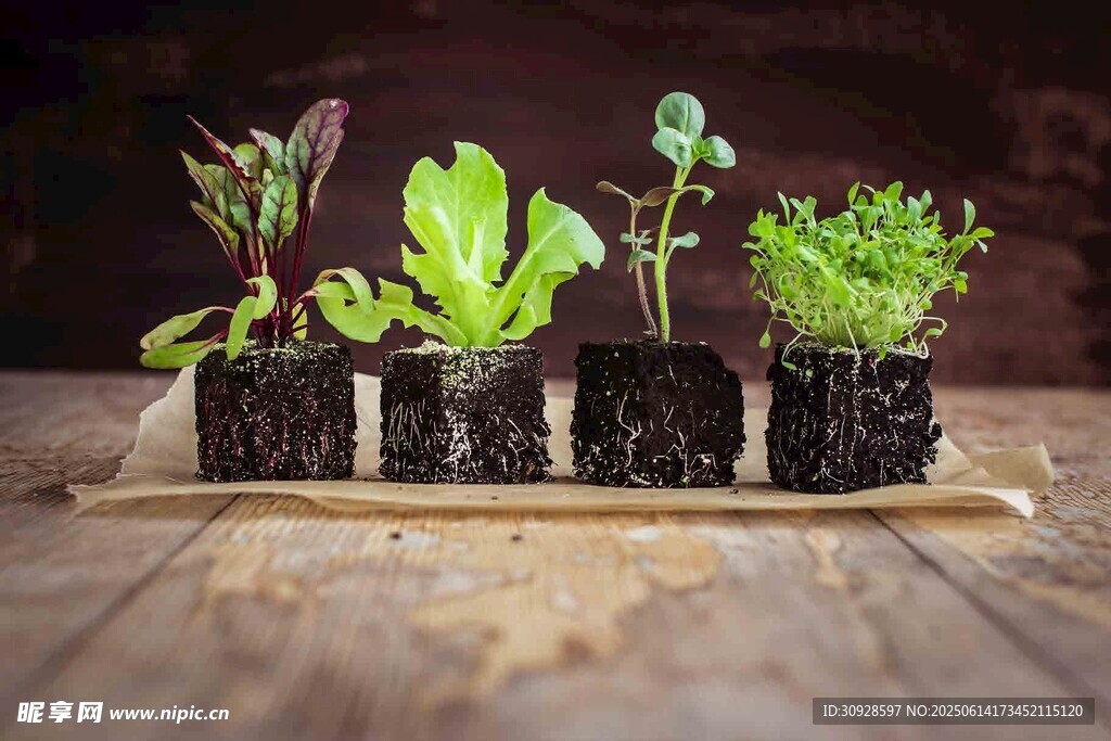 木制背景上的多样盆栽幼苗