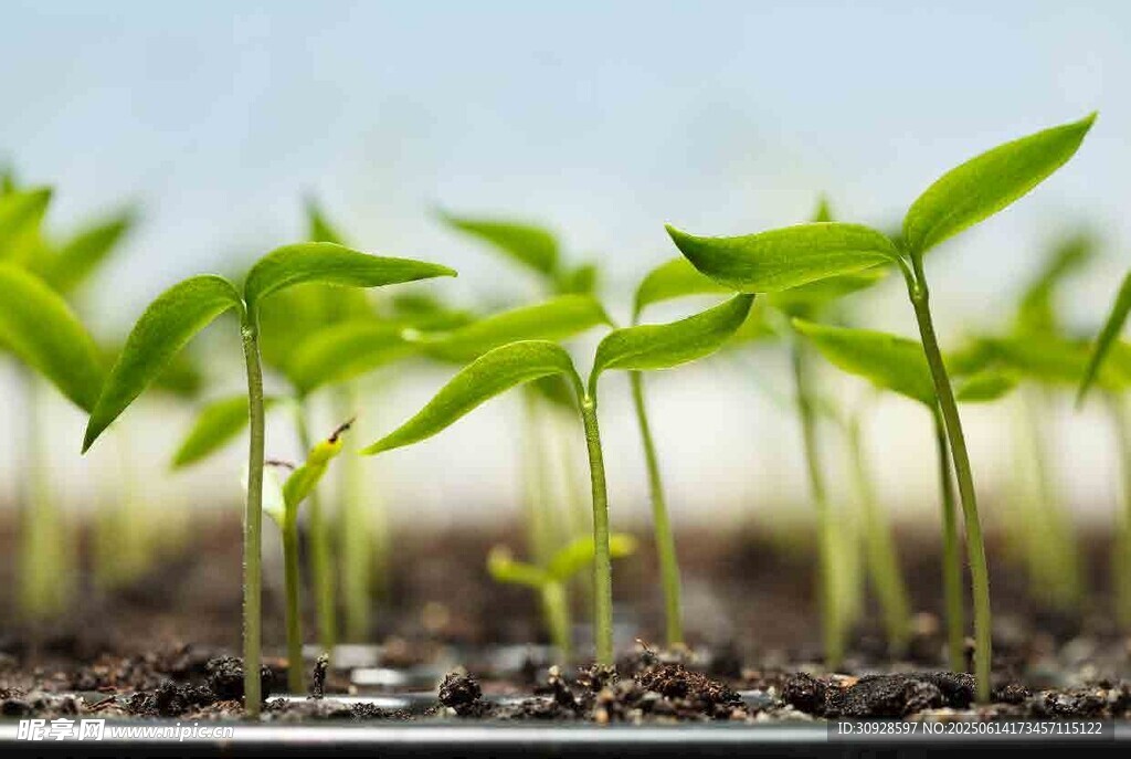 嫩绿幼苗破土而出