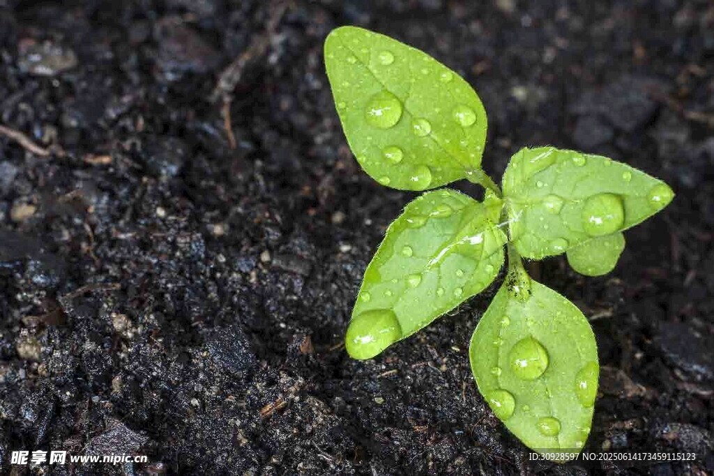 带水珠的嫩绿幼苗