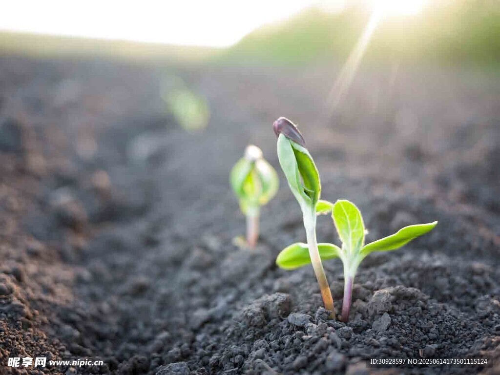 破土而出的嫩绿幼苗
