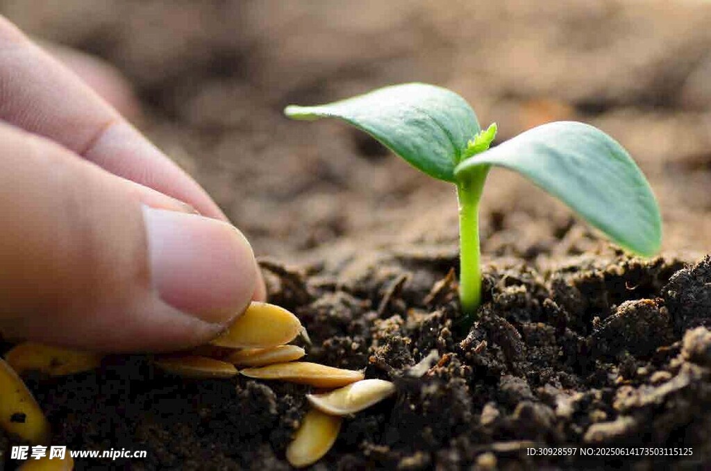 手播种子育新苗