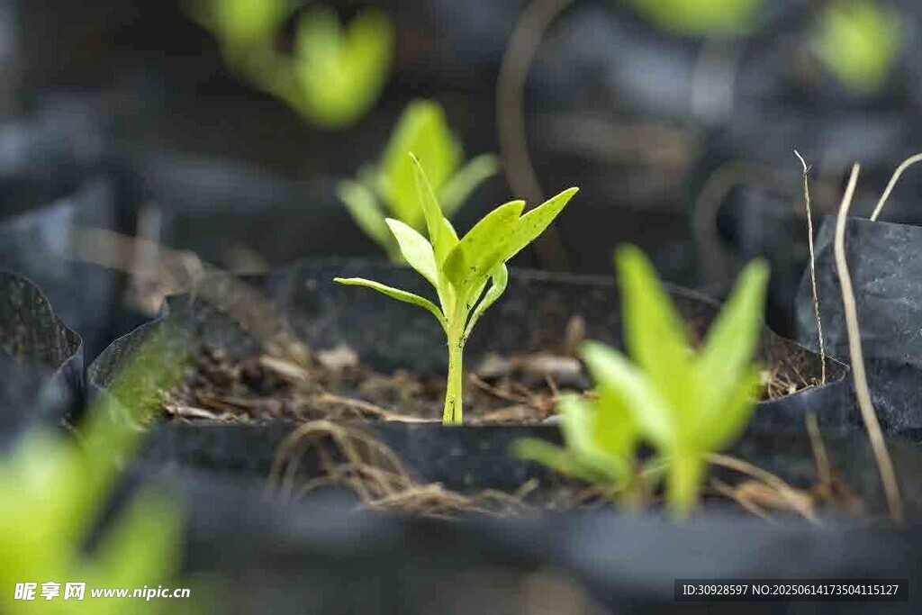 嫩绿幼苗破土而出